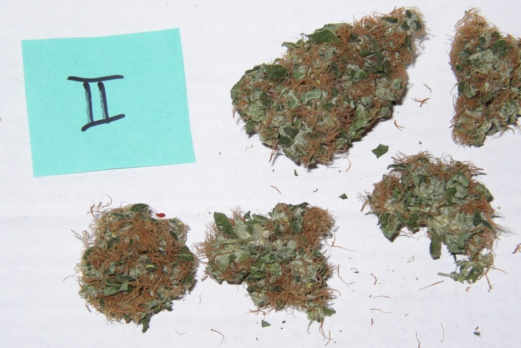 Potenter oder hochpotenter THC Strain?
