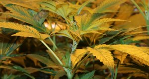 Diese Pflanzen sind eine Leidenschaft