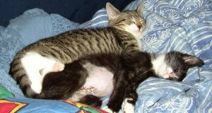 Die Polizei als Freund, Helfer oder auch Todesurteil?