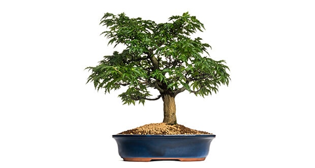 Mit viel Geduld zum eigenen Marihuana Bonsai Marihuana