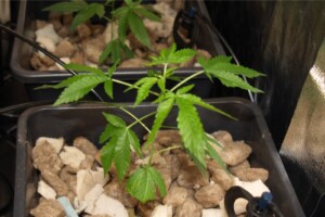 Cosa fare contro l'allungamento delle piante?