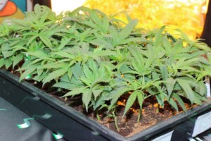 Quando Piantare Cannabis Outdoor?