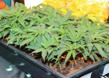 Ab wann Hanf Outdoor pflanzen?