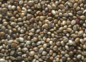 Hanfsamen als Tierfutter