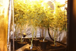 Hanf Bitkisinde THC Hangi Türlerde Bulunur?