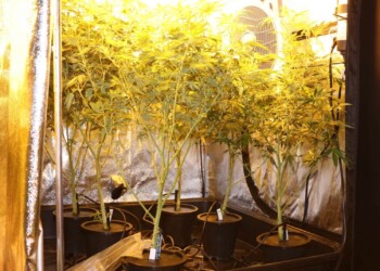 Welche Hanfpflanze enthält THC?