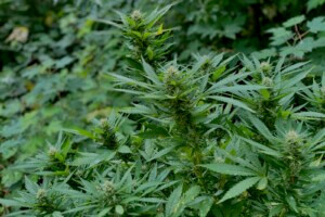 Quanto è intenso l'odore della canapa?