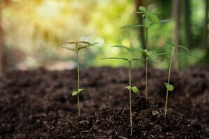 Dove cresce la canapa selvatica?