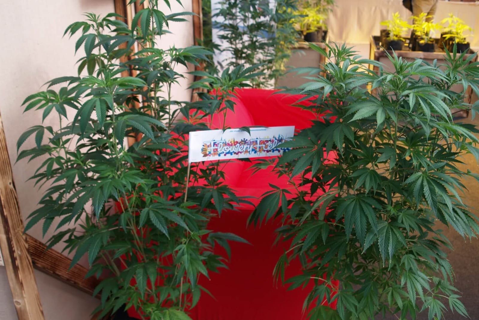 Marihuana-Stecklinge in sterreich legal? Flowery Field