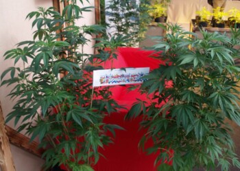 Marihuanastecklinge sind in Österreich legal und machen Flowery Field reich
