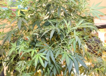 Patient Luigi Spangenberg erwägt Sterbehilfe in Belgien