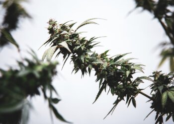 Cannabis Legalisierung mit guten Prognosen