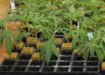 Cannabisboom: Springen Blender auf den Goldrausch auf?