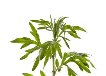 Der Beifuß – Eine uralte Ritual- und Zauberpflanze