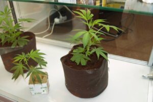 Inizia la stagione outdoor: quando piantare cannabis all'aperto?