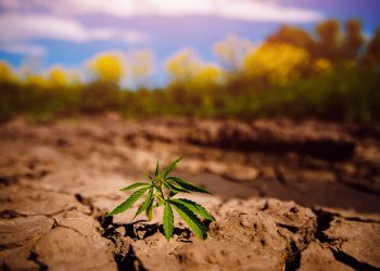 Die TOP 10 der Cannabis Mythen