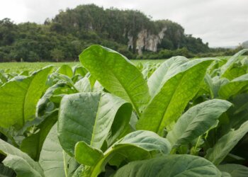 Die Tabakpflanze – ein altes Schamanengewächs