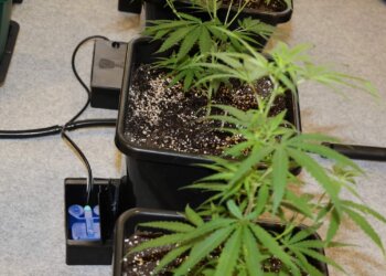 Wann Hanf in die Blüte schicken für die perfekte Hanfblüte?