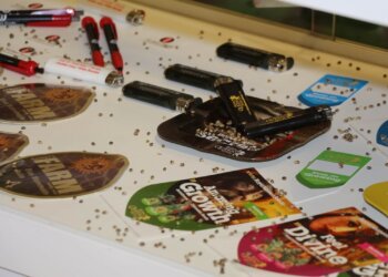 Feminisierter Cannabis für den Marihuanaanbau?