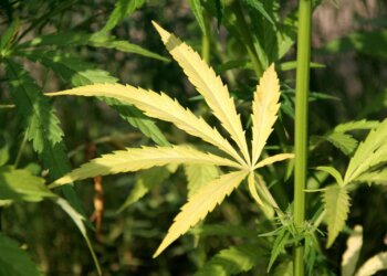 Köln für kontrollierte Cannabisabgabe