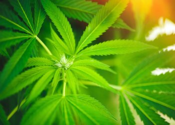 Präsident der Bundesapothekerkammer fordert Kostenübernahme für Cannabis