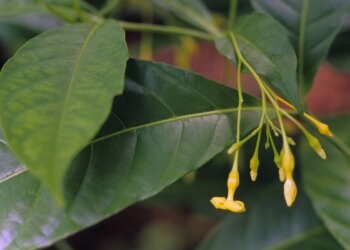 Tabernanthe iboga – Visionäre Pflanzenmedizin aus Afrika