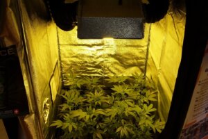 Quando e perché potare le piante di canapa?