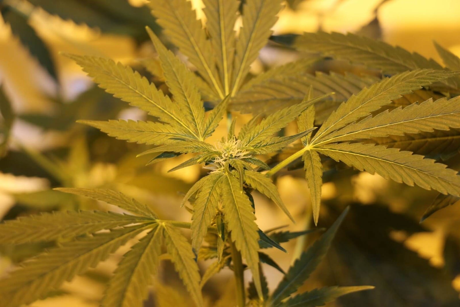 Was Bedeutet Blutezeit Hanf Fur Den Growraum Worauf Ist Zu Achten