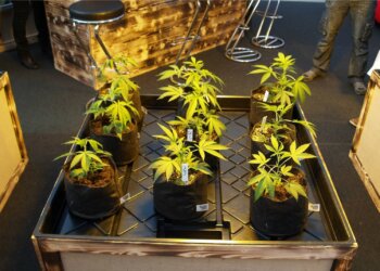 Wird mit Monsanto Genhanf Cannabis schneller legalisiert?