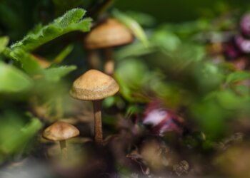 Zauberpilze – Basisinfos und Safer Use