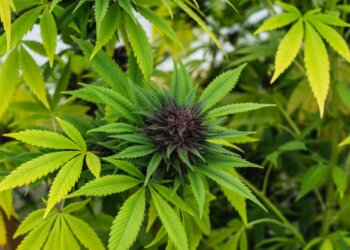 600-Pflanzen-im-Keller-gefunden