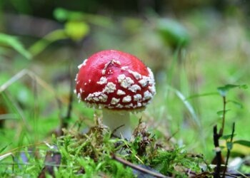 Amanita-muscaria-2