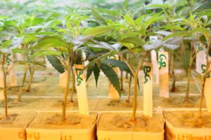 Rese del Raccolto: Quanto Cannabis si Ottiene da una Pianta?