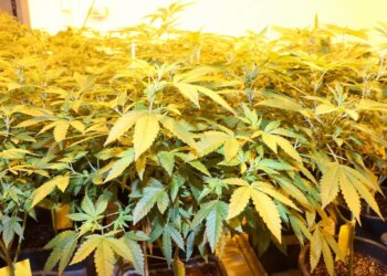 Erst-kriminell-jetzt-schon-krank-Cannabis-mit-der-CDU-legalisieren