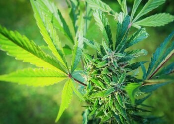 Hanfgarten-ein-tolles-Projekt