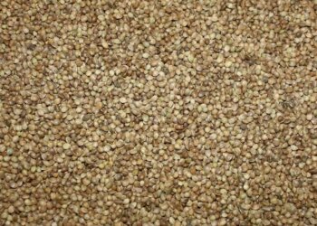 Immer-mehr-deutsche-Landwirte-entdecken-den-Faserhanf