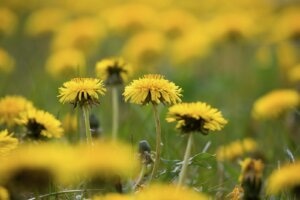 Sostituti del tabacco - Erbe senza nicotina per miscele da fumo