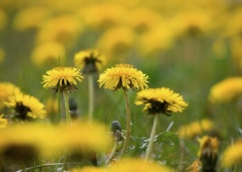 Nikotinfreie-Kräuter-für-die-Rauchmischung