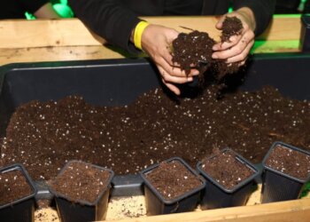 Warum-sollte-man-Hanf-umtopfen