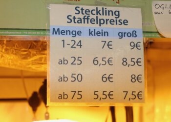 Wo-kann-man-Hanfstecklinge-kaufen
