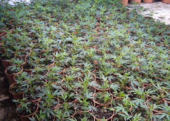 Autoflowering-Seeds-werden-gesät