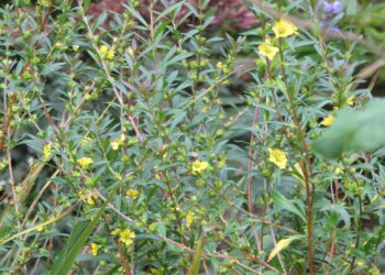 Heimia_salicifolia_15413976895