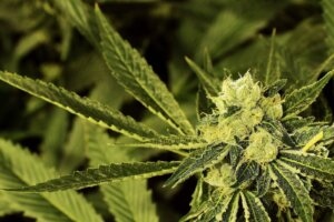 Neden Kenevir THC Üretir?
