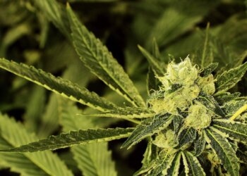 Warum-produziert-Hanf-THC