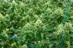 Per quanto tempo lavare la canapa perché i fiori abbiano un buon sapore?