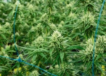 Wie-lange-Hanf-spülen-damit-die-Blüten-schmecken