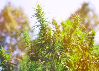 Alles-über-Hanf-12-–-Landwirtschaft-und-Anbau