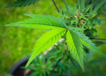 Alles-über-Hanf-2-–-Hanf-in-der-Biologie