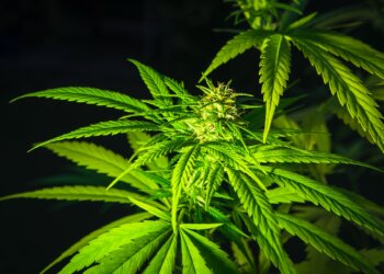 Alles-über-Hanf-21-–-Nebenwirkungen-und-Gefahren