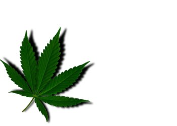 Alles-über-Hanf-22-Legalisierung